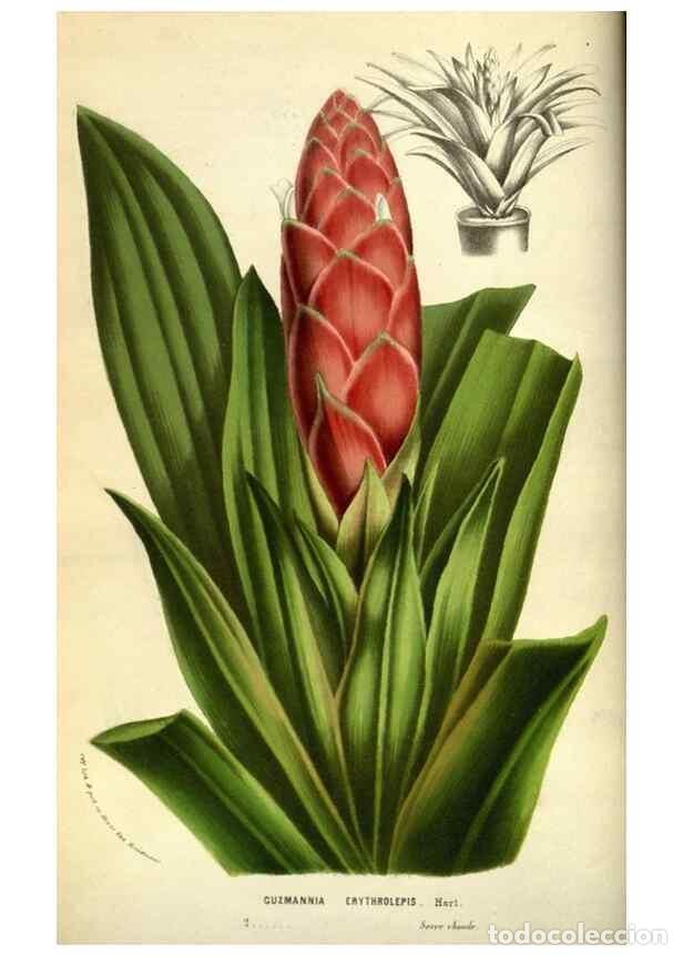 Collectionnisme de Revues et Journaux: Reproducci&oacute;n/Reproduction 49584190741: Flore des serres et des jardins de l'Europe. A Gand :chez Lou