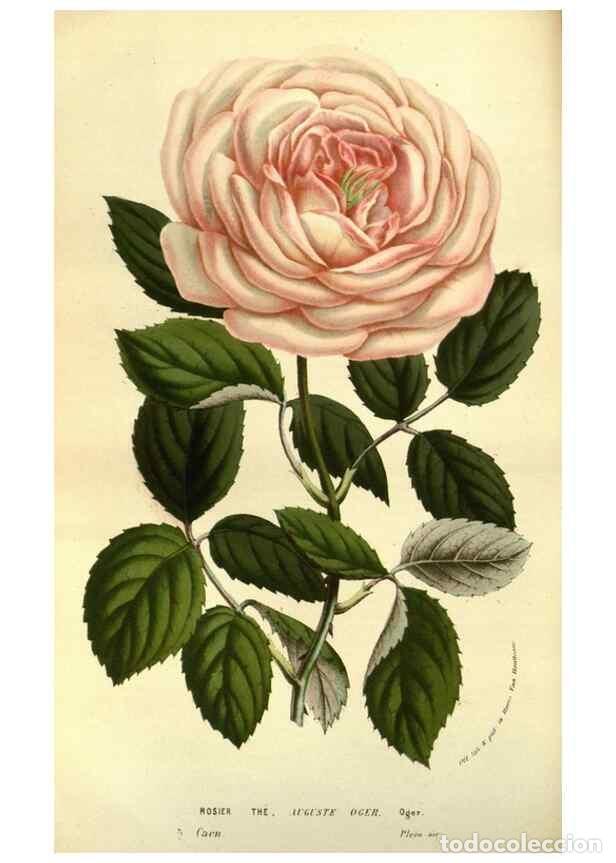 Collectionnisme de Revues et Journaux: Reproducci&oacute;n/Reproduction 49583704643: Flore des serres et des jardins de l'Europe. A Gand :chez Lou