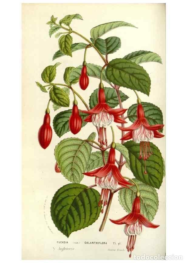 Collectionnisme de Revues et Journaux: Reproducci&oacute;n/Reproduction 49584086748: Flore des serres et des jardins de l'Europe. A Gand :chez Lou