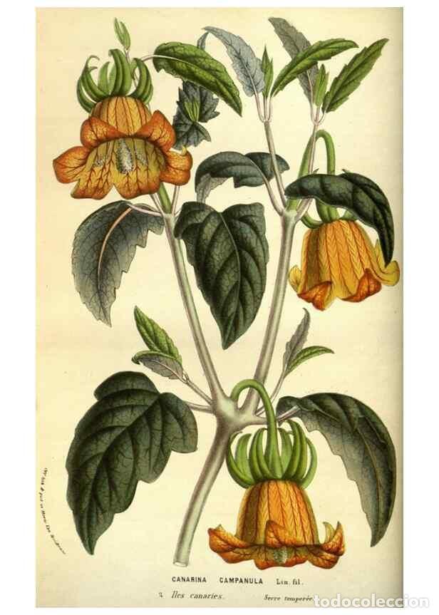 Collectionnisme de Revues et Journaux: Reproducci&oacute;n/Reproduction 49584192446: Flore des serres et des jardins de l'Europe. A Gand :chez Lou