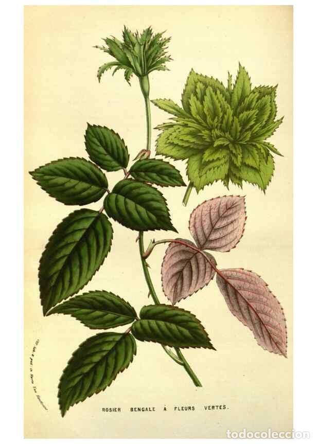 Collectionnisme de Revues et Journaux: Reproducci&oacute;n/Reproduction 49584437742: Flore des serres et des jardins de l'Europe. A Gand :chez Lou