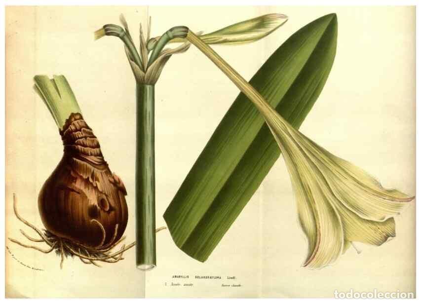 Collectionnisme de Revues et Journaux: Reproducci&oacute;n/Reproduction 49583691198: Flore des serres et des jardins de l'Europe. A Gand :chez Lou