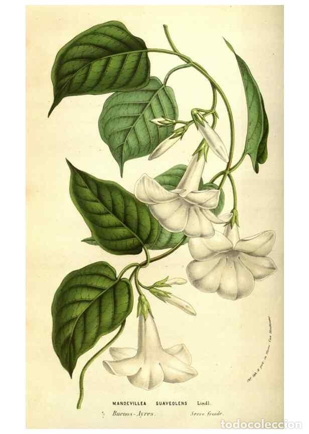 Collectionnisme de Revues et Journaux: Reproducci&oacute;n/Reproduction 49584439732: Flore des serres et des jardins de l'Europe. A Gand :chez Lou