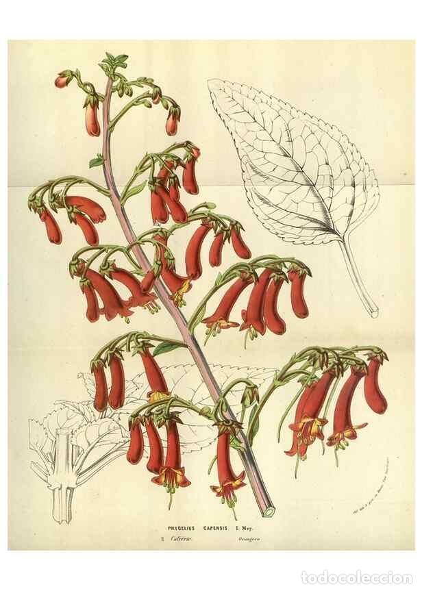 Sammeln von Zeitschriften und Zeitungen: Reproducci&oacute;n/Reproduction 49584430862: Flore des serres et des jardins de l'Europe. A Gand :chez Lou