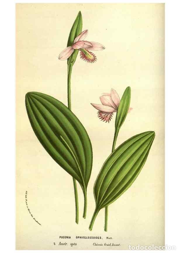 Sammeln von Zeitschriften und Zeitungen: Reproducci&oacute;n/Reproduction 49584425482: Flore des serres et des jardins de l'Europe. A Gand :chez Lou