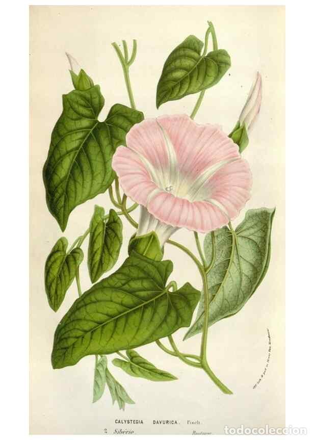 Sammeln von Zeitschriften und Zeitungen: Reproducci&oacute;n/Reproduction 49584065521: Flore des serres et des jardins de l'Europe. A Gand :chez Lou