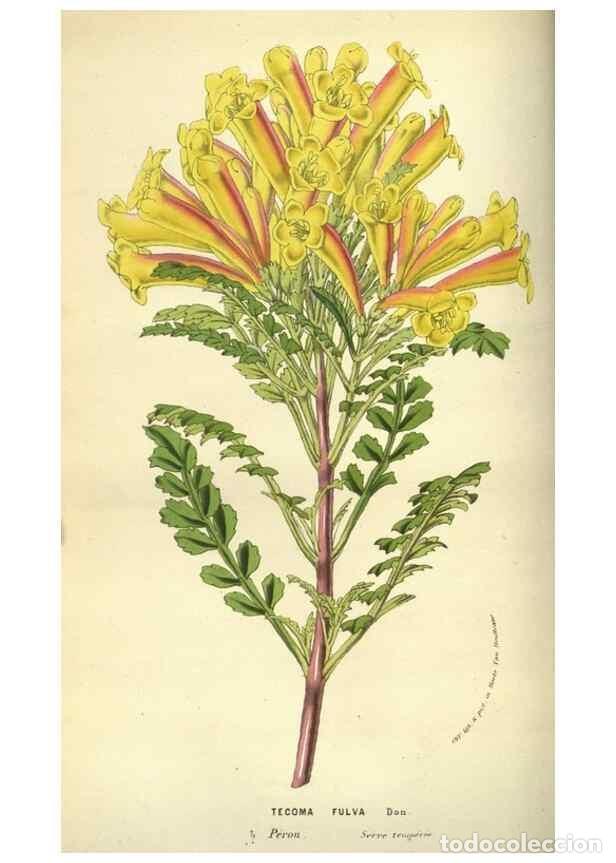 Sammeln von Zeitschriften und Zeitungen: Reproducci&oacute;n/Reproduction 49584432337: Flore des serres et des jardins de l'Europe. A Gand :chez Lou