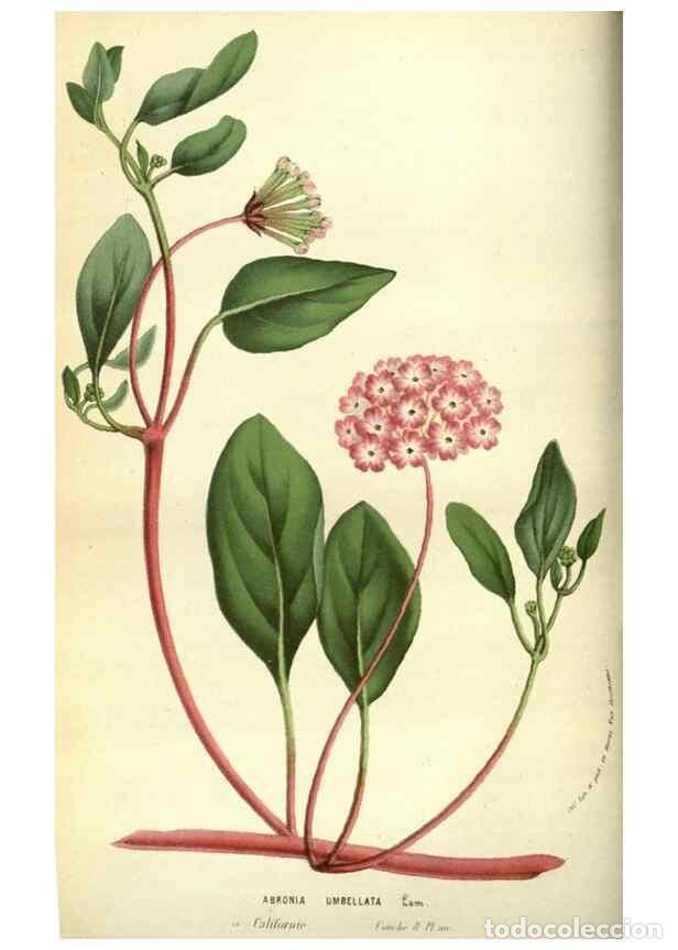 Sammeln von Zeitschriften und Zeitungen: Reproducci&oacute;n/Reproduction 49584427052: Flore des serres et des jardins de l'Europe. A Gand :chez Lou