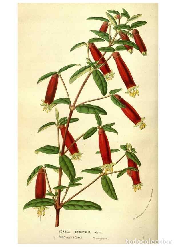 Sammeln von Zeitschriften und Zeitungen: Reproducci&oacute;n/Reproduction 49584440397: Flore des serres et des jardins de l'Europe. A Gand :chez Lou