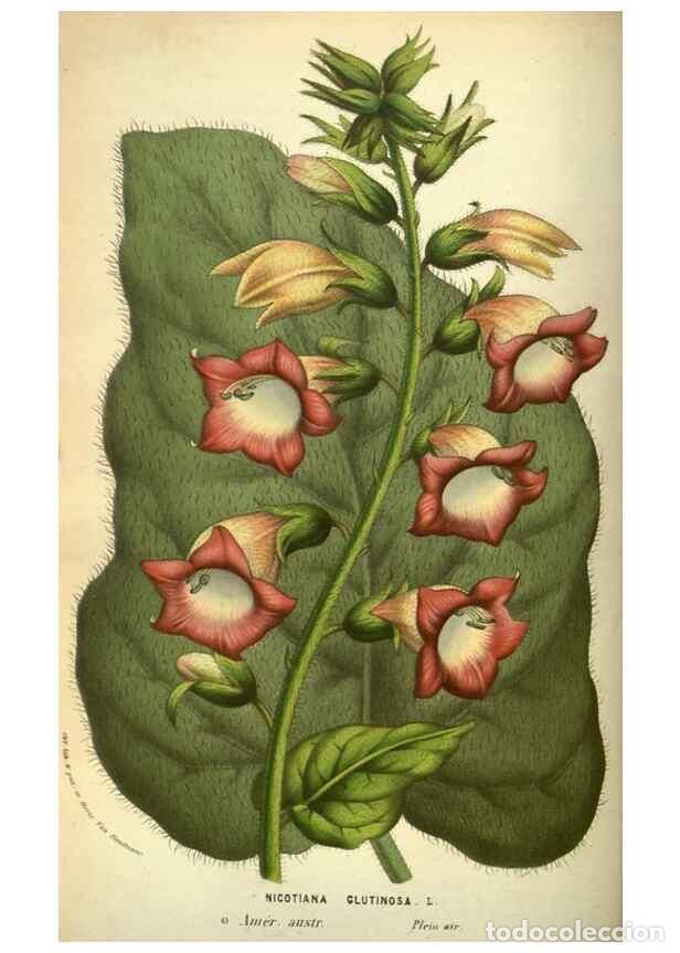 Sammeln von Zeitschriften und Zeitungen: Reproducci&oacute;n/Reproduction 49584433937: Flore des serres et des jardins de l'Europe. A Gand :chez Lou