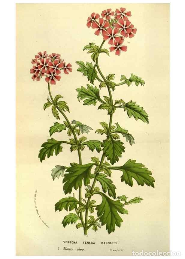 Sammeln von Zeitschriften und Zeitungen: Reproducci&oacute;n/Reproduction 49584201601: Flore des serres et des jardins de l'Europe. A Gand :chez Lou