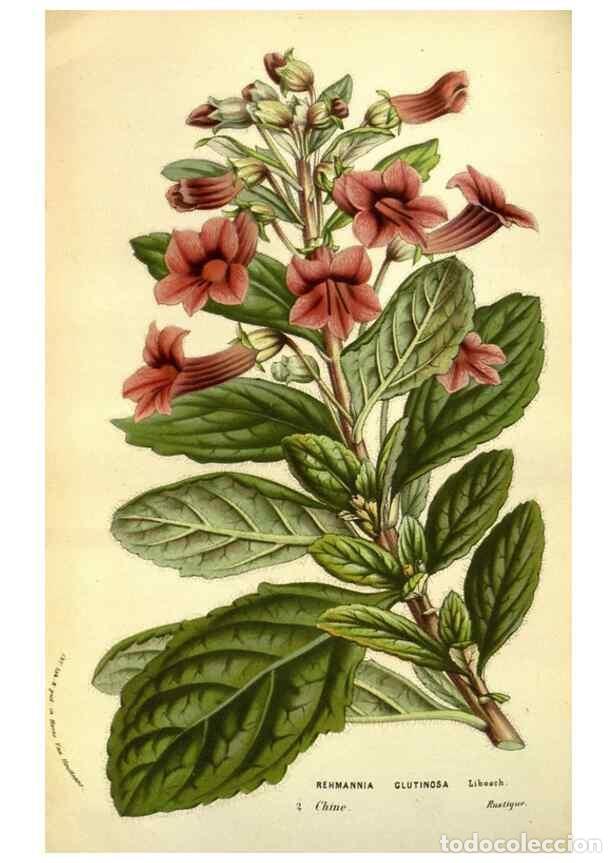 Sammeln von Zeitschriften und Zeitungen: Reproducci&oacute;n/Reproduction 49583705513: Flore des serres et des jardins de l'Europe. A Gand :chez Lou