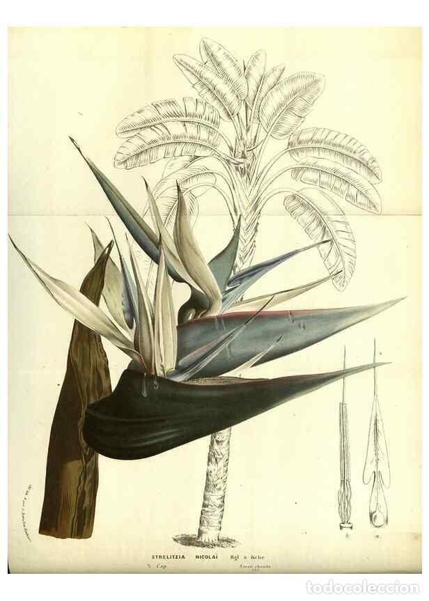 Sammeln von Zeitschriften und Zeitungen: Reproducci&oacute;n/Reproduction 49587110678: Flore des serres et des jardins de l'Europe. A Gand :chez Lou