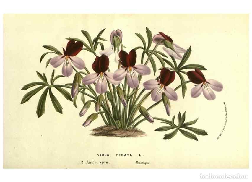 Collection Magazines and Newspapers: Reproducci&oacute;n/Reproduction 49587606076: Flore des serres et des jardins de l'Europe. A Gand :chez Lou