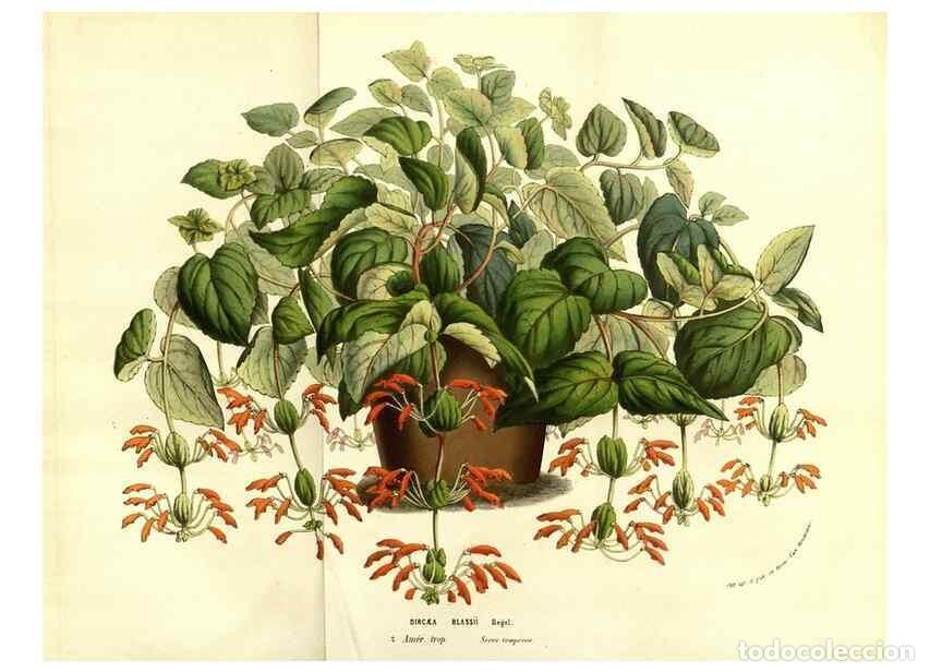 Collection Magazines and Newspapers: Reproducci&oacute;n/Reproduction 49583707243: Flore des serres et des jardins de l'Europe. A Gand :chez Lou