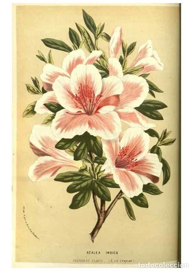 Collection Magazines and Newspapers: Reproducci&oacute;n/Reproduction 49587607146: Flore des serres et des jardins de l'Europe. A Gand :chez Lou