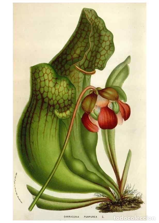 Collection Magazines and Newspapers: Reproducci&oacute;n/Reproduction 49583567453: Flore des serres et des jardins de l'Europe. A Gand :chez Lou