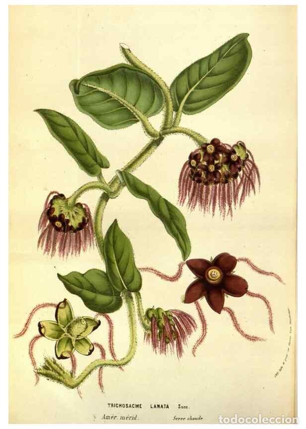 Collection Magazines and Newspapers: Reproducci&oacute;n/Reproduction 49583702833: Flore des serres et des jardins de l'Europe. A Gand :chez Lou