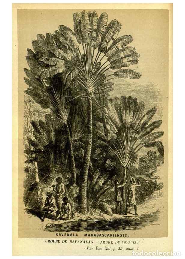 Collection Magazines and Newspapers: Reproducci&oacute;n/Reproduction 49587110463: Flore des serres et des jardins de l'Europe. A Gand :chez Lou