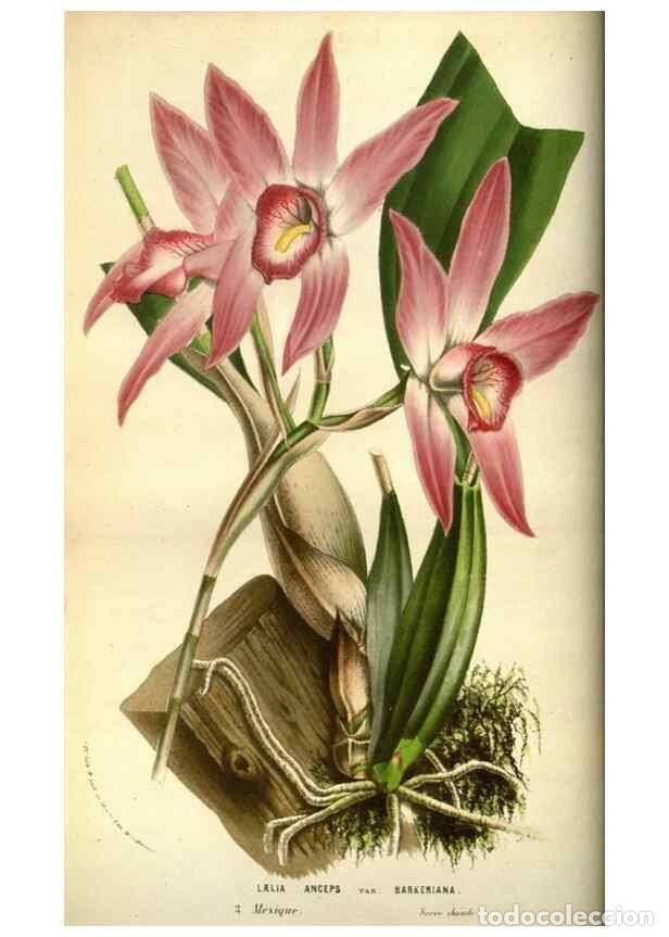 Collection Magazines and Newspapers: Reproducci&oacute;n/Reproduction 49584428382: Flore des serres et des jardins de l'Europe. A Gand :chez Lou