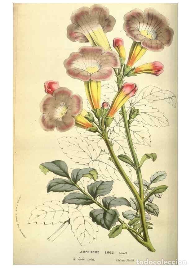 Collection Magazines and Newspapers: Reproducci&oacute;n/Reproduction 49584430332: Flore des serres et des jardins de l'Europe. A Gand :chez Lou