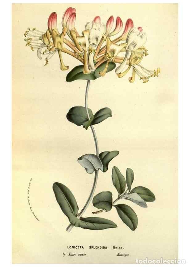 Collection Magazines and Newspapers: Reproducci&oacute;n/Reproduction 49583704338: Flore des serres et des jardins de l'Europe. A Gand :chez Lou