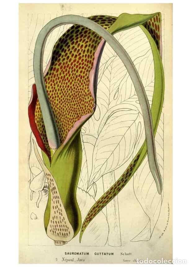 Collection Magazines and Newspapers: Reproducci&oacute;n/Reproduction 49587601001: Flore des serres et des jardins de l'Europe. A Gand :chez Lou