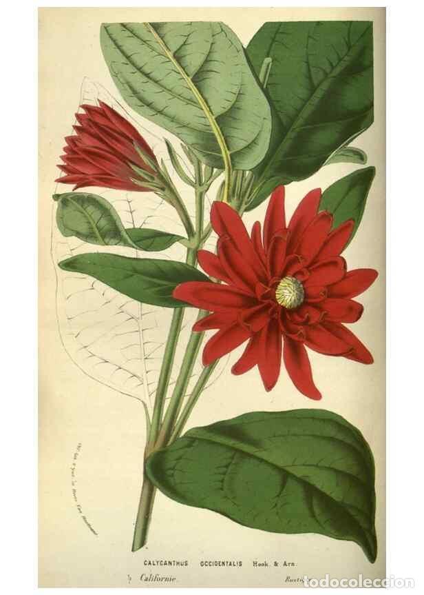 Collection Magazines and Newspapers: Reproducci&oacute;n/Reproduction 49584197241: Flore des serres et des jardins de l'Europe. A Gand :chez Lou