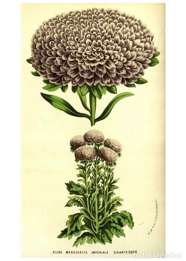 Collection Magazines and Newspapers: Reproducci&oacute;n/Reproduction 49587845457: Flore des serres et des jardins de l'Europe. A Gand :chez Lou