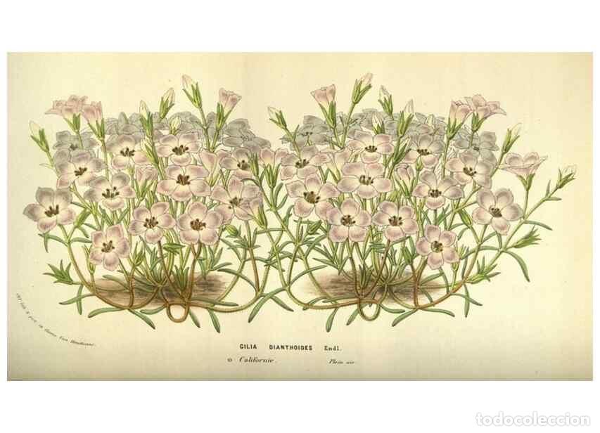 Collection Magazines and Newspapers: Reproducci&oacute;n/Reproduction 49584198876: Flore des serres et des jardins de l'Europe. A Gand :chez Lou