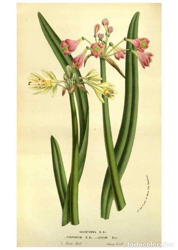 Collection Magazines and Newspapers: Reproducci&oacute;n/Reproduction 49583705723: Flore des serres et des jardins de l'Europe. A Gand :chez Lou