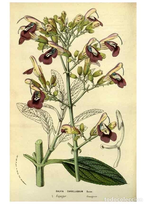 Collection Magazines and Newspapers: Reproducci&oacute;n/Reproduction 49587846557: Flore des serres et des jardins de l'Europe. A Gand :chez Lou