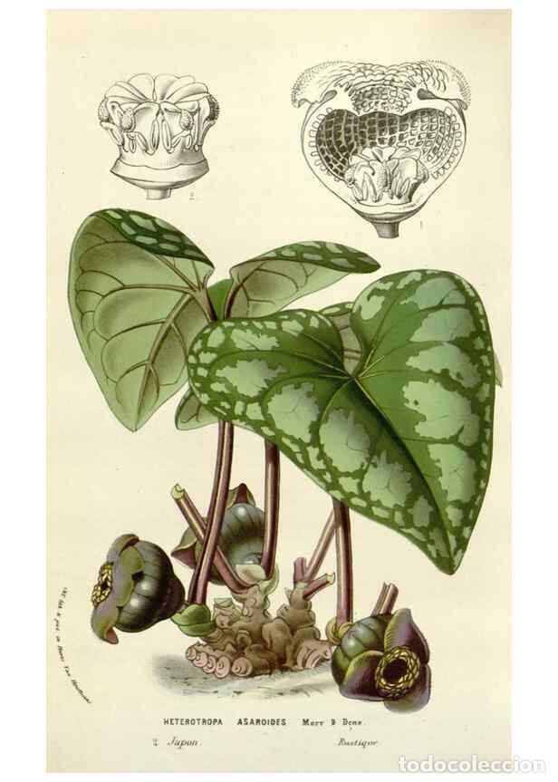 Collection Magazines and Newspapers: Reproducci&oacute;n/Reproduction 49584095153: Flore des serres et des jardins de l'Europe. A Gand :chez Lou