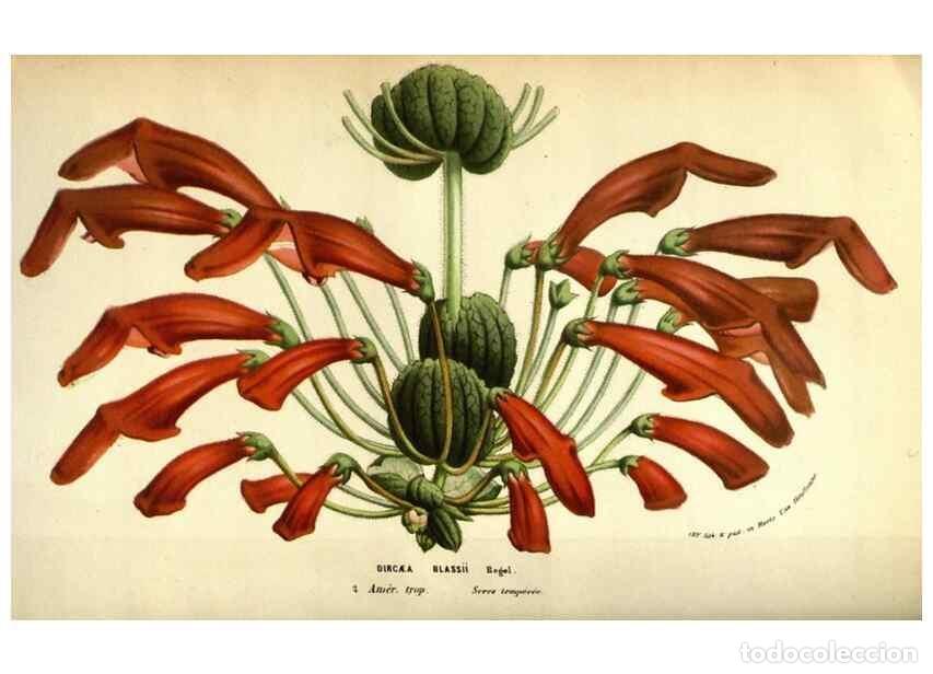 Collection Magazines and Newspapers: Reproducci&oacute;n/Reproduction 49584439362: Flore des serres et des jardins de l'Europe. A Gand :chez Lou