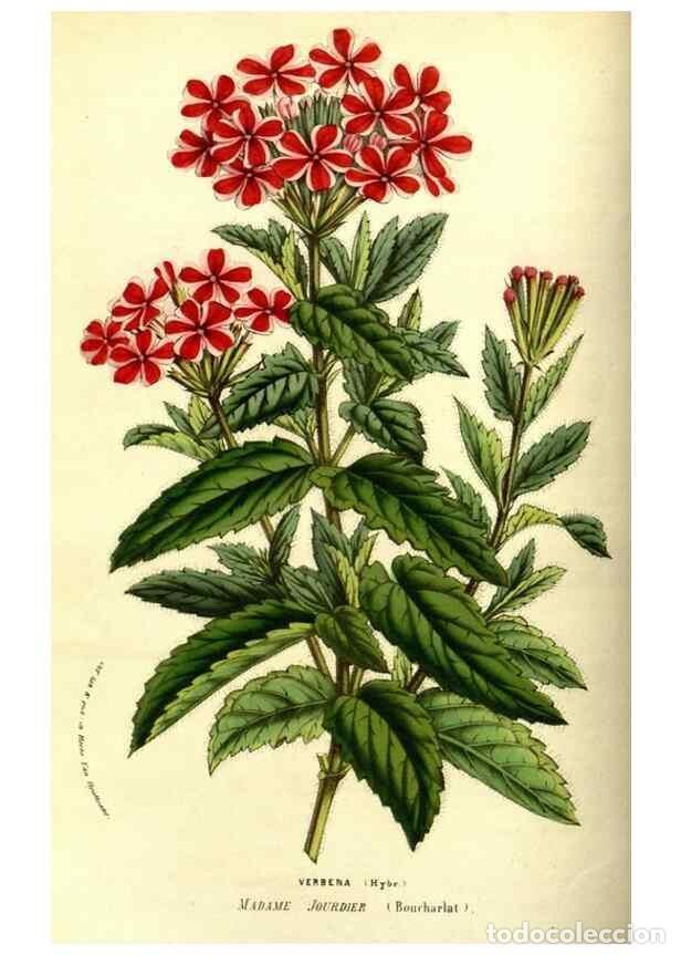 Collection Magazines and Newspapers: Reproducci&oacute;n/Reproduction 49587845882: Flore des serres et des jardins de l'Europe. A Gand :chez Lou