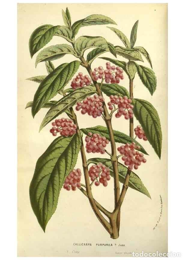 Collection Magazines and Newspapers: Reproducci&oacute;n/Reproduction 49587111358: Flore des serres et des jardins de l'Europe. A Gand :chez Lou