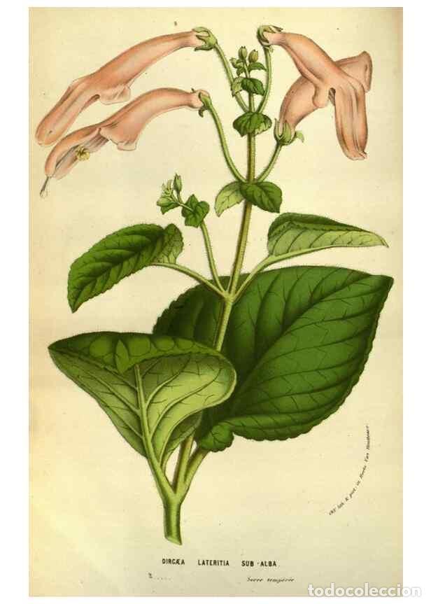 Collection Magazines and Newspapers: Reproducci&oacute;n/Reproduction 49584199936: Flore des serres et des jardins de l'Europe. A Gand :chez Lou