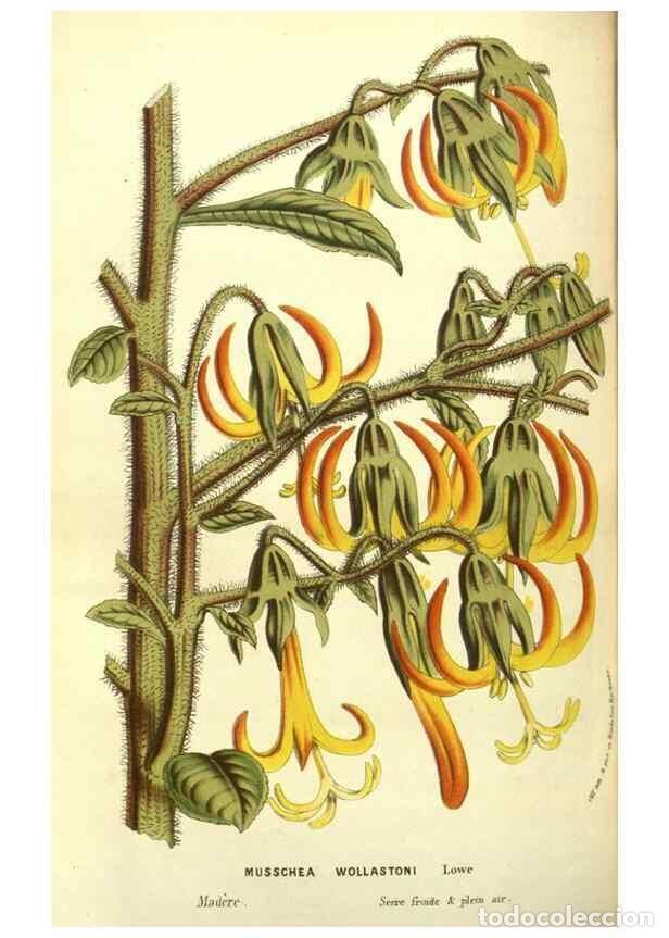 Colecionismo de Revistas e Jornais: Reproducci&oacute;n/Reproduction 49587114853: Flore des serres et des jardins de l'Europe. A Gand :chez Lou