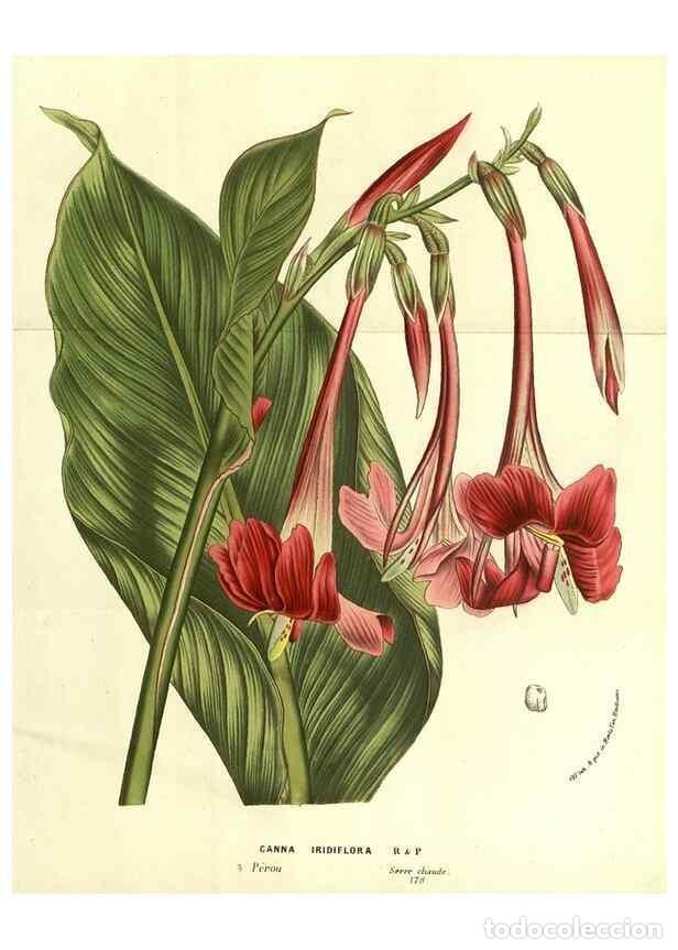 Colecionismo de Revistas e Jornais: Reproducci&oacute;n/Reproduction 49587111508: Flore des serres et des jardins de l'Europe. A Gand :chez Lou