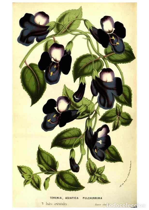 Colecionismo de Revistas e Jornais: Reproducci&oacute;n/Reproduction 49587602846: Flore des serres et des jardins de l'Europe. A Gand :chez Lou