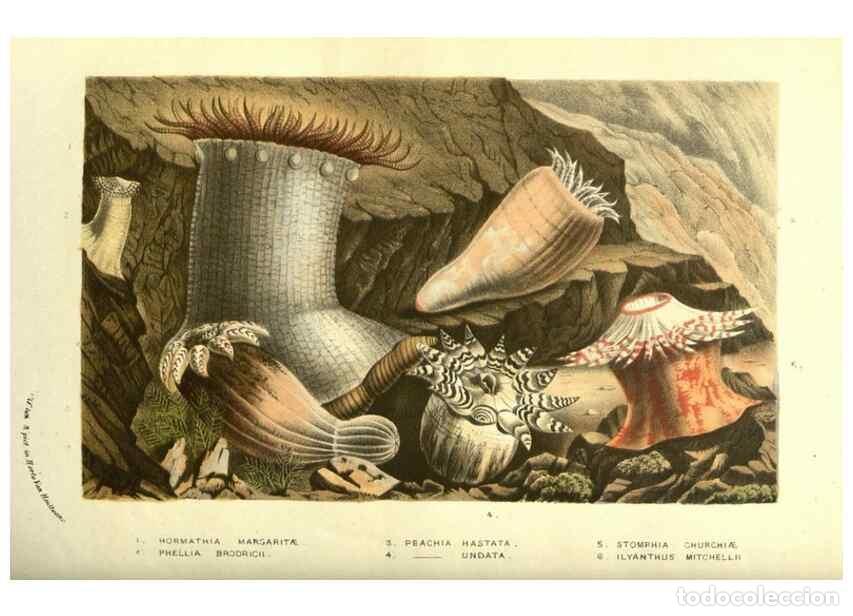 Colecionismo de Revistas e Jornais: Reproducci&oacute;n/Reproduction 49587608561: Flore des serres et des jardins de l'Europe. A Gand :chez Lou