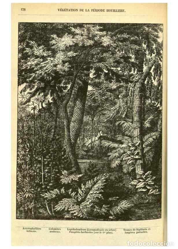 Colecionismo de Revistas e Jornais: Reproducci&oacute;n/Reproduction 49587606926: Flore des serres et des jardins de l'Europe. A Gand :chez Lou