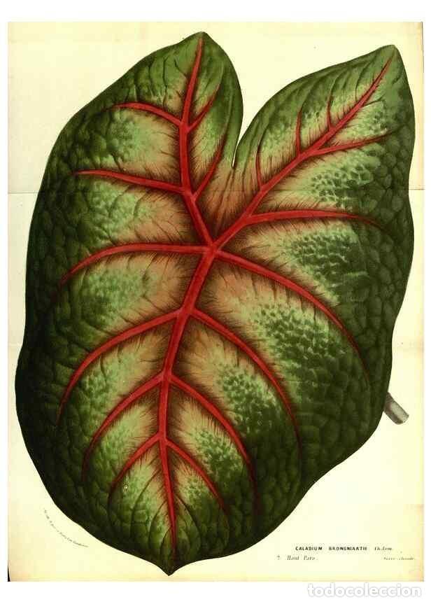 Colecionismo de Revistas e Jornais: Reproducci&oacute;n/Reproduction 49587847197: Flore des serres et des jardins de l'Europe. A Gand :chez Lou