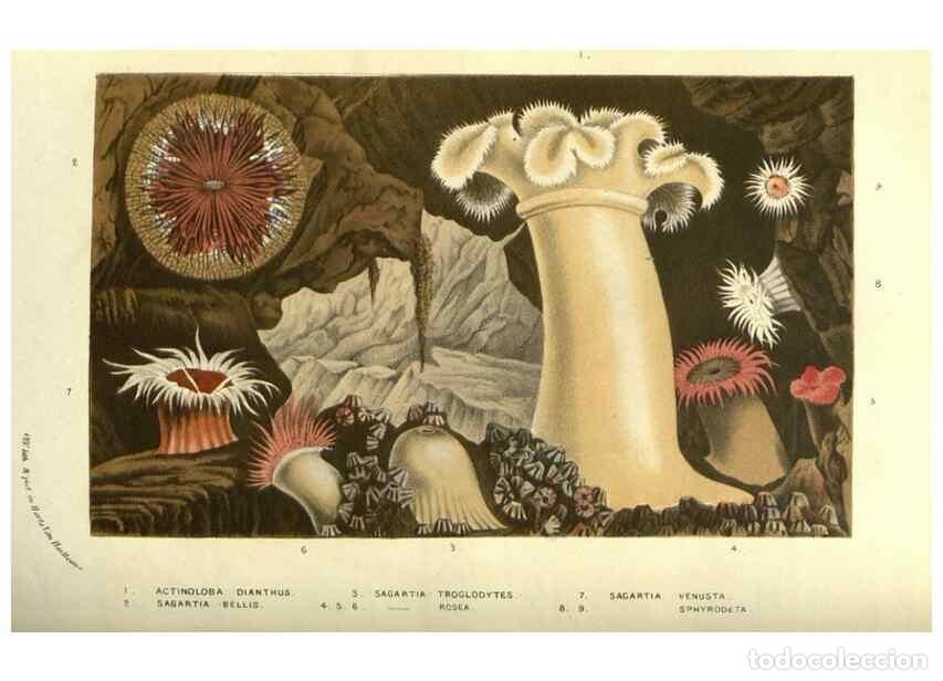 Colecionismo de Revistas e Jornais: Reproducci&oacute;n/Reproduction 49587852347: Flore des serres et des jardins de l'Europe. A Gand :chez Lou