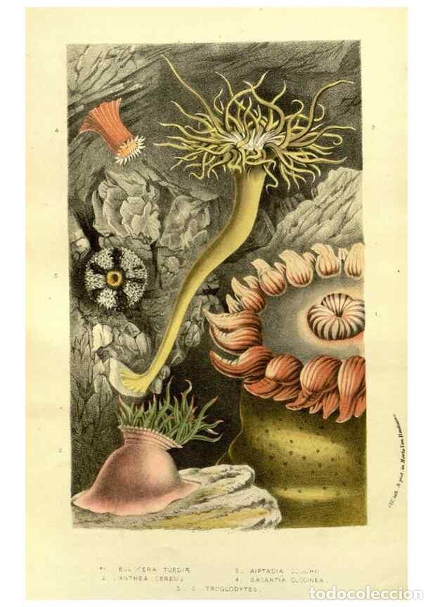 Collection Magazines and Newspapers: Reproducci&oacute;n/Reproduction 49587113618: Flore des serres et des jardins de l'Europe. A Gand :chez Lou