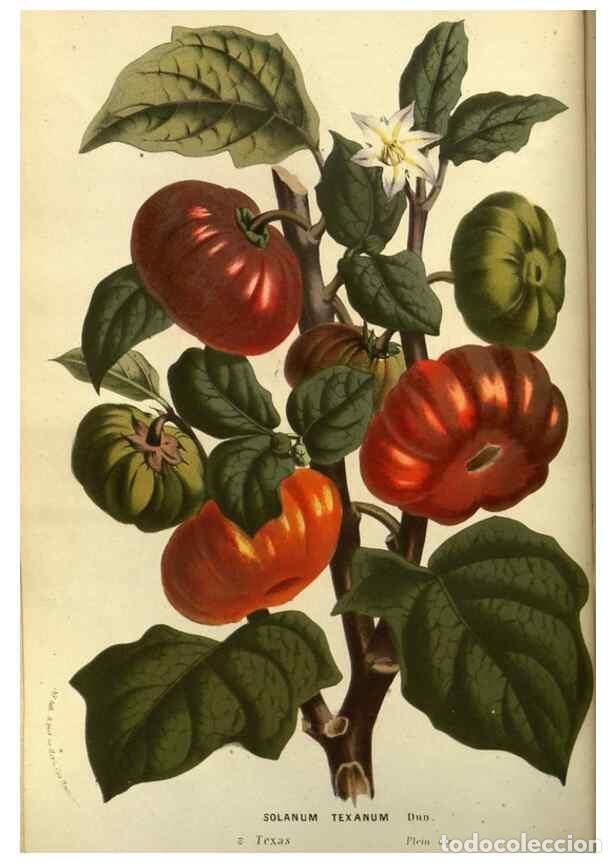 Collection Magazines and Newspapers: Reproducci&oacute;n/Reproduction 49587181598: Flore des serres et des jardins de l'Europe. A Gand :chez Lou