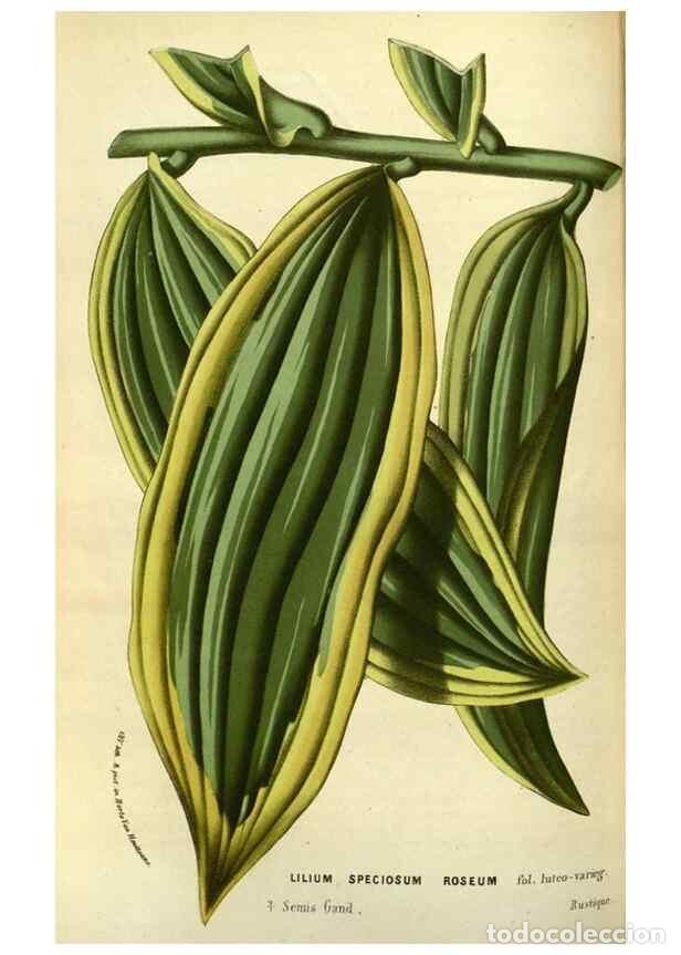 Collection Magazines and Newspapers: Reproducci&oacute;n/Reproduction 49587600741: Flore des serres et des jardins de l'Europe. A Gand :chez Lou