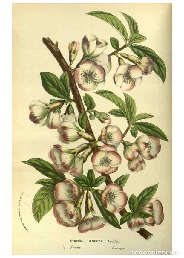 Collection Magazines and Newspapers: Reproducci&oacute;n/Reproduction 49587921912: Flore des serres et des jardins de l'Europe. A Gand :chez Lou