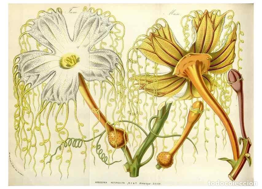 Collection Magazines and Newspapers: Reproducci&oacute;n/Reproduction 49584832857: Flore des serres et des jardins de l'Europe. A Gand :chez Lou