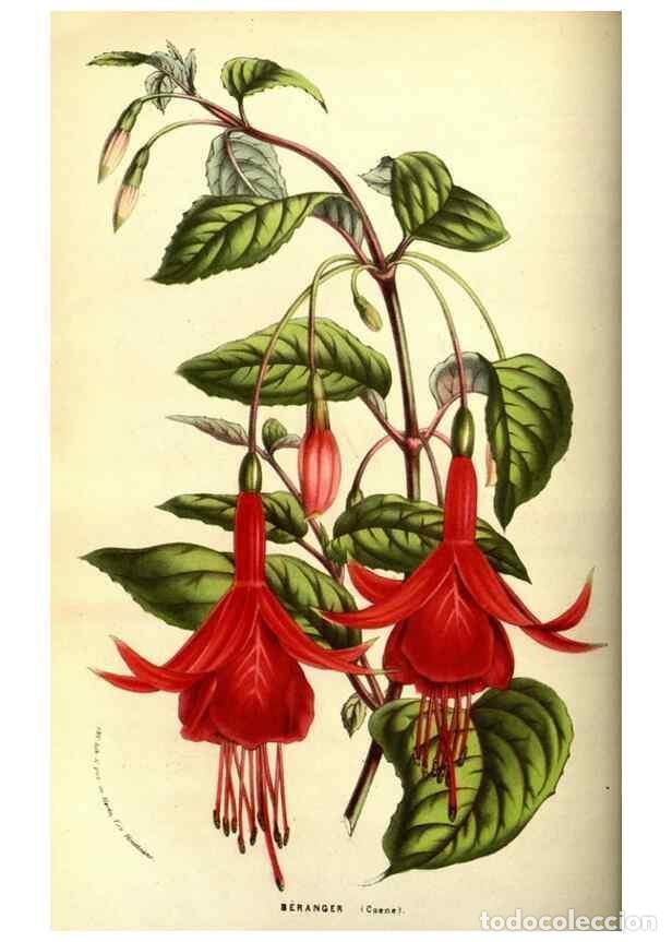 Collection Magazines and Newspapers: Reproducci&oacute;n/Reproduction 49587845232: Flore des serres et des jardins de l'Europe. A Gand :chez Lou